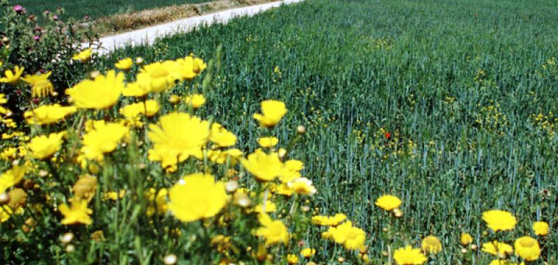 Molinos - Islas Baleares 